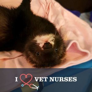 Meet your Posher, Betsie